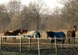 Pferde in der Feldmark